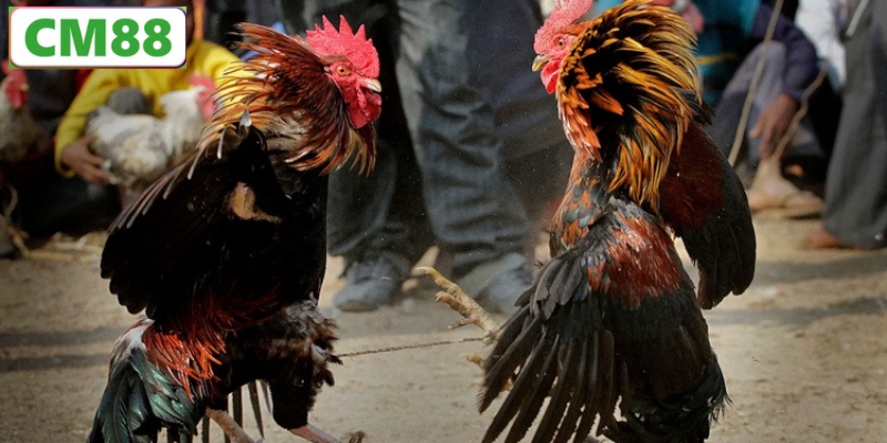 Cách xem đá gà đòn C1 trực tiếp hôm nay