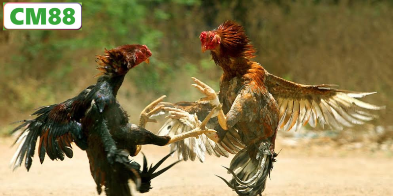 Đá gà đòn C1 là gì